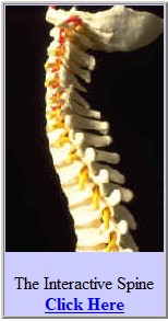 Amherst Chiropractic Interactive Spine